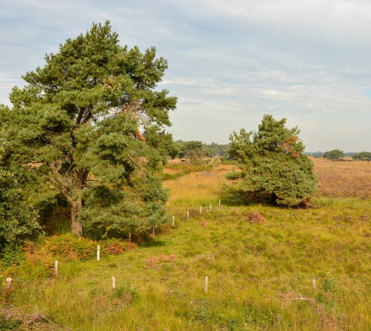Open heath and grassland with Scots pines, a wide view over De Groote Peel