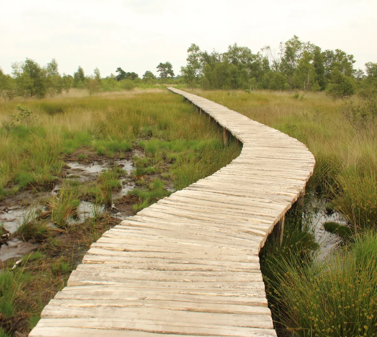 Winding log boardwalk over wet peat with pools and tufts of grass in De Groote Peel