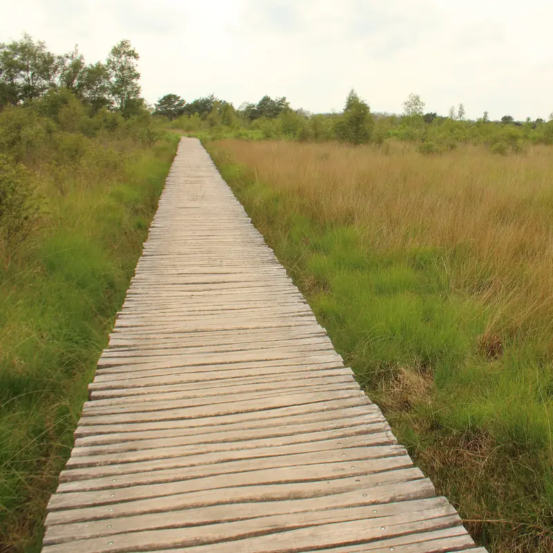 Straight log boardwalk between purple moor grass and birches in De Groote Peel