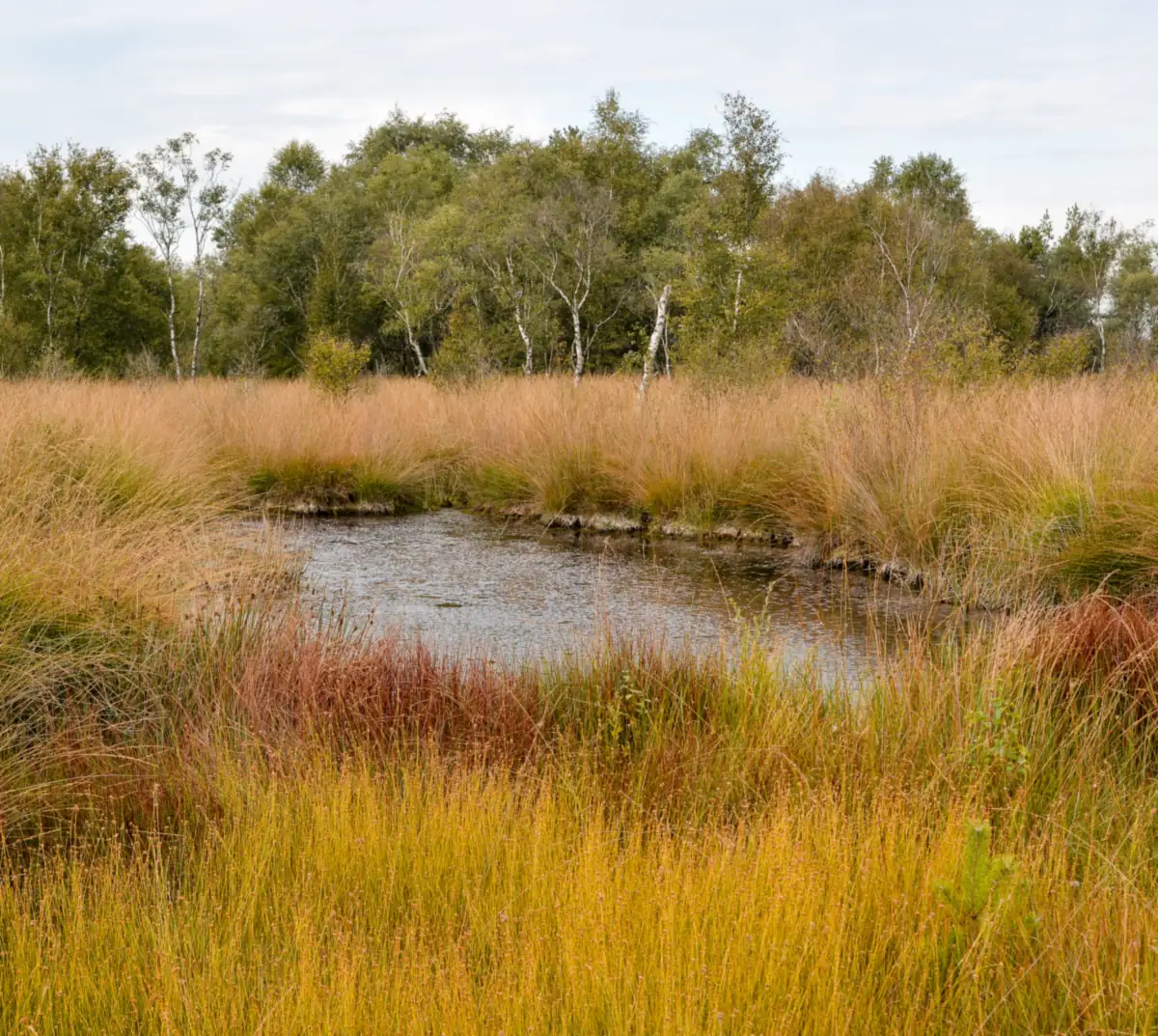 Small peat pit among purple moor grass in autumn colours, with birches behind it, in De Groote Peel