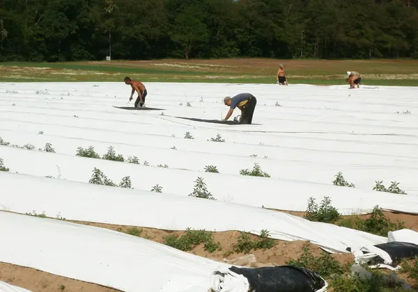 Asparagus field under plastic sheeting