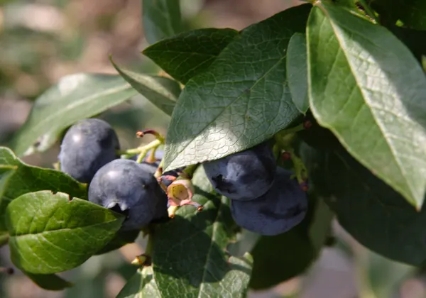 Ripe blueberries on a blueberry bush