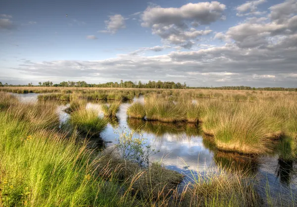 Peat with pools and purple moor grass in the Mariapeel near Helenaveen