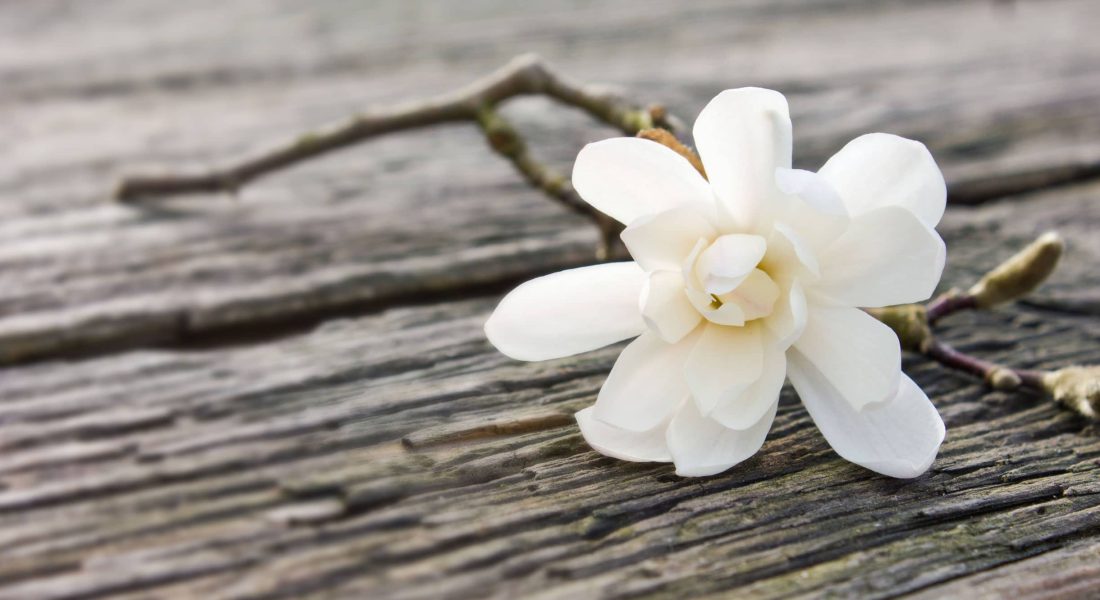 Witte bloem Condoleance - Koffietafel